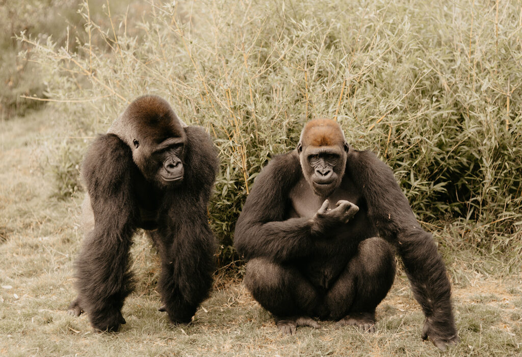 Port Lympne Wedding. UK Safari Wedding