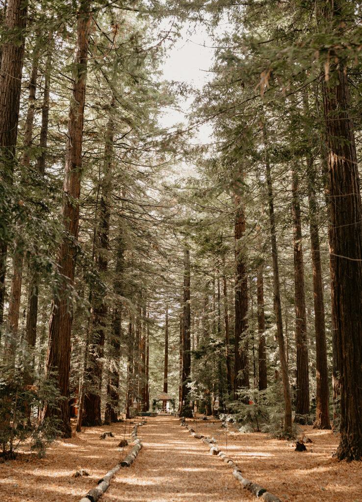 Two Woods Estate Wedding. Woodland wedding venue UK