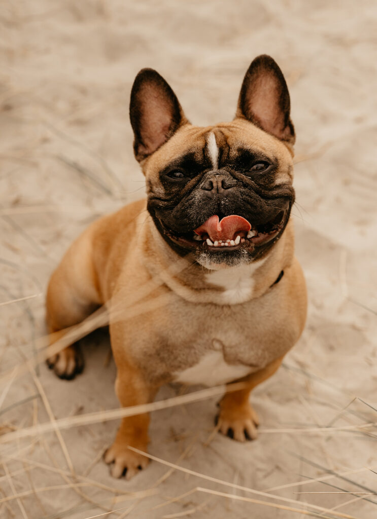 Dog photoshoot at a beach
