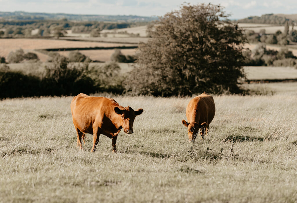 Primrose Hill Farm wedding with cows