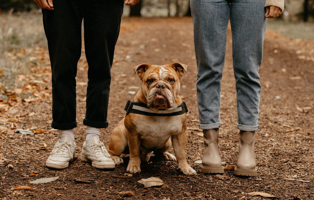 Couple photoshoot with their dog in Windsor